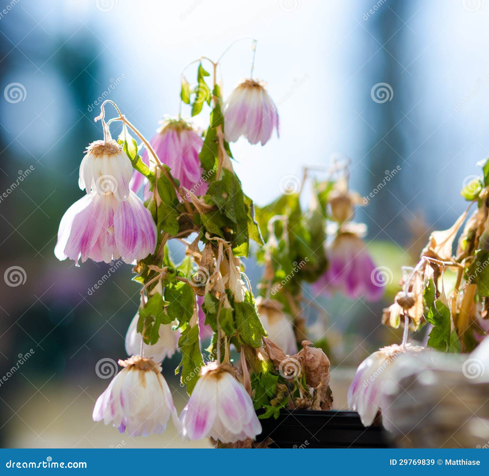 withered flowers