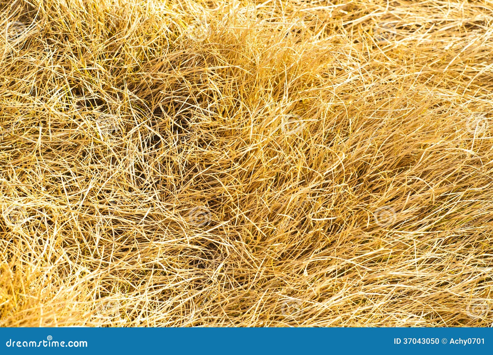 Withered grass stock photo. Image of garden, nature, grass 37043050