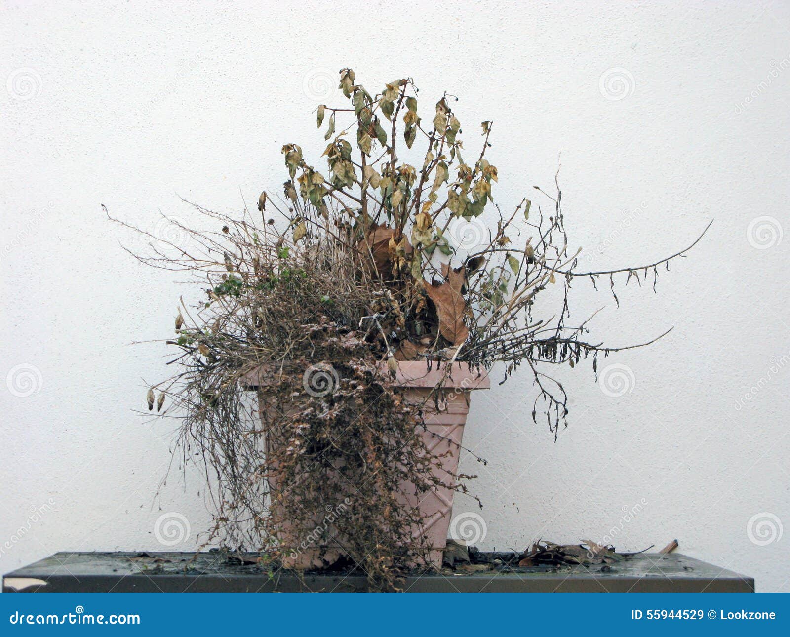 withered plant