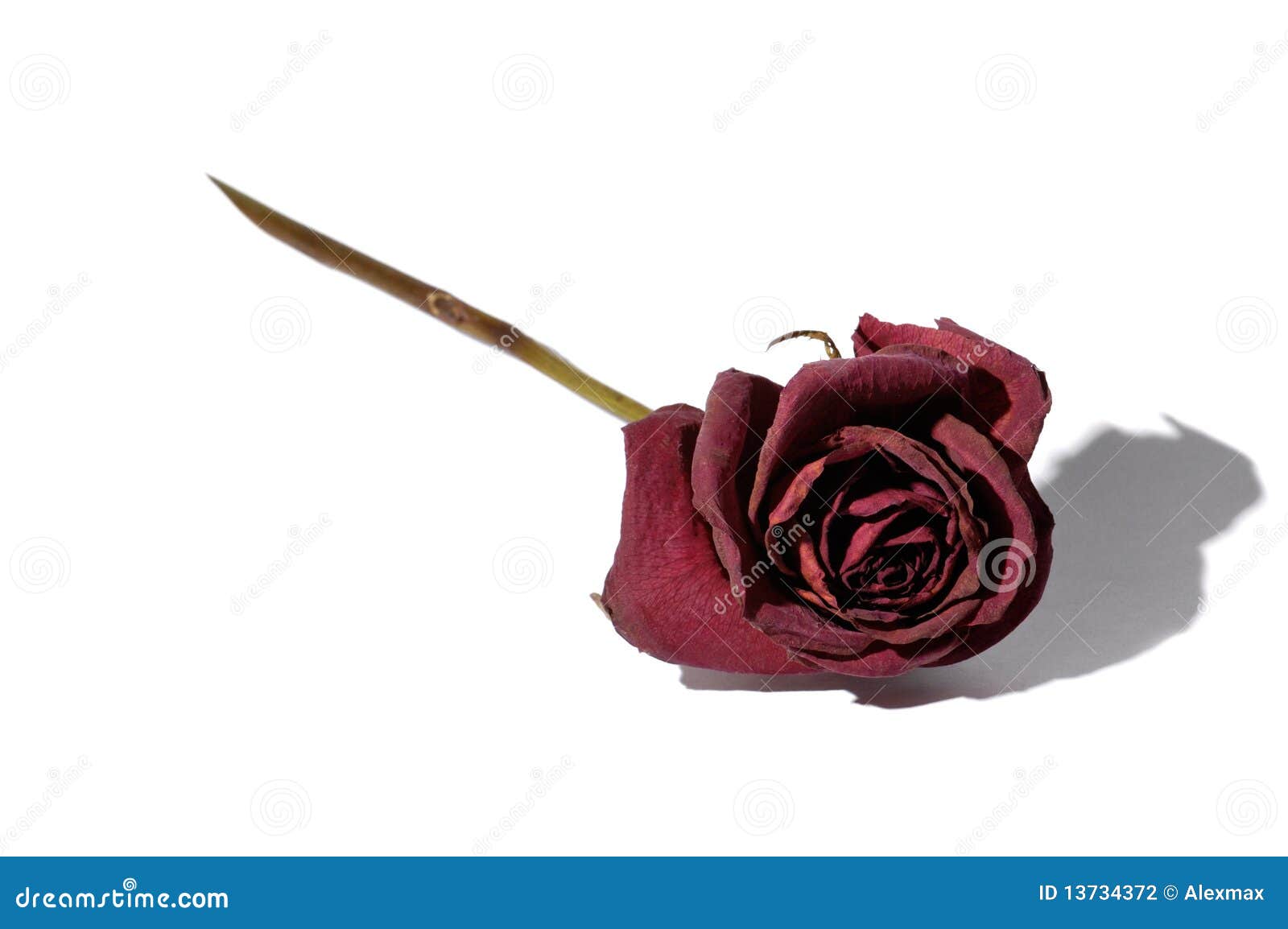 Withered Red Rose Stock Photography - Image: 13734372