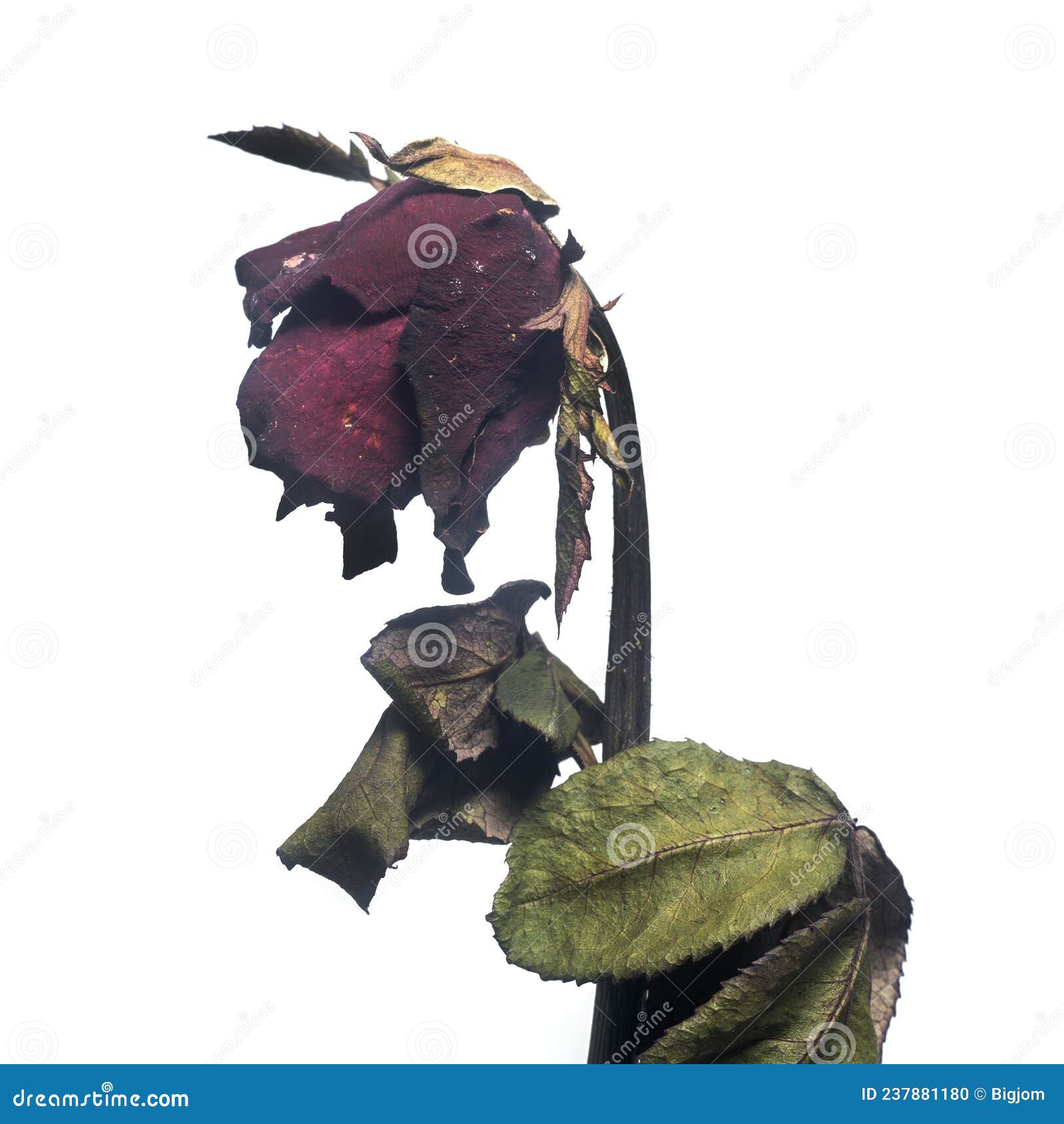 Withered Red Rose on White Background. Stock Photo - Image of close