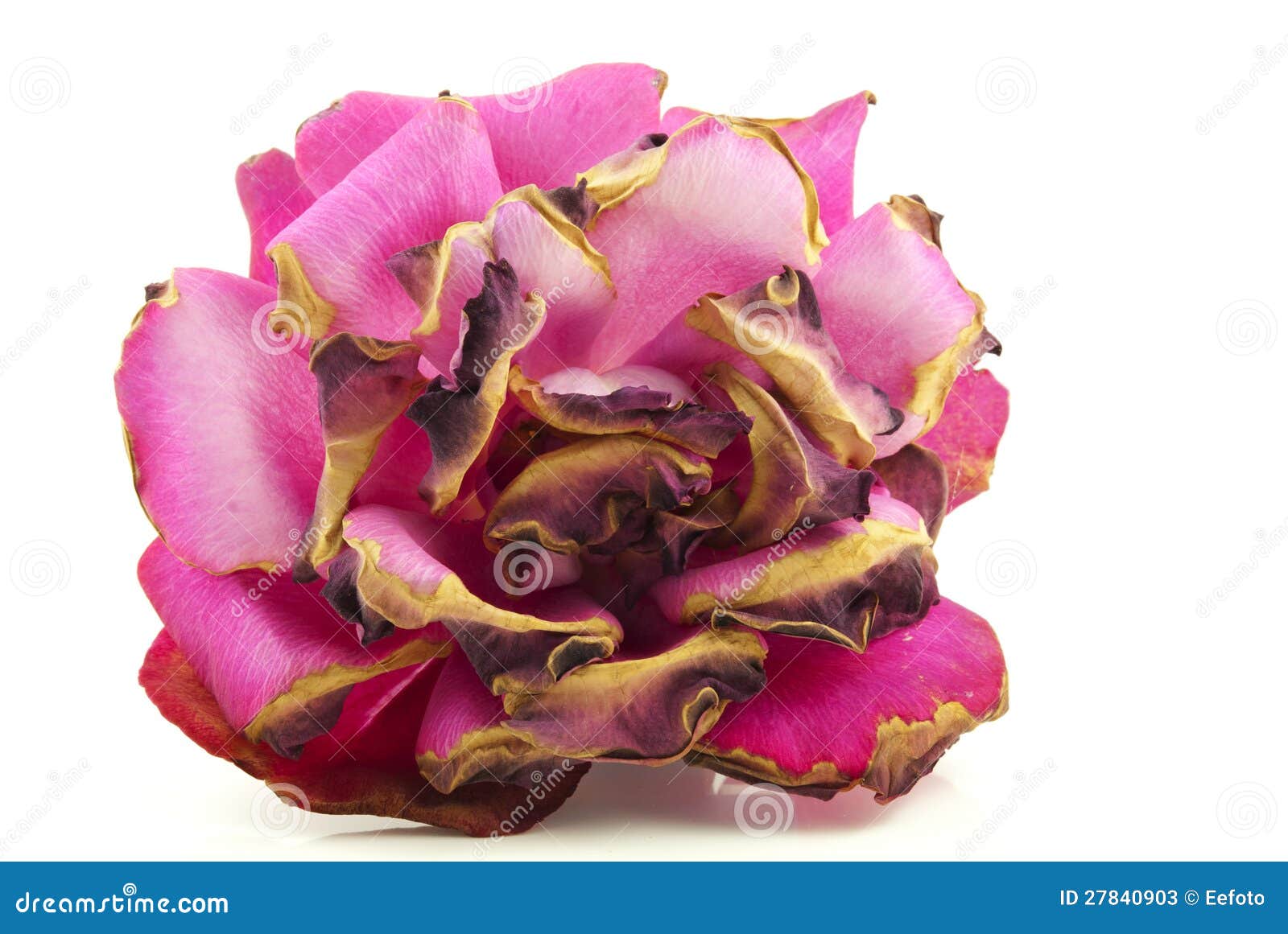 Withered Rose Royalty-Free Stock Photo | CartoonDealer.com #27840903