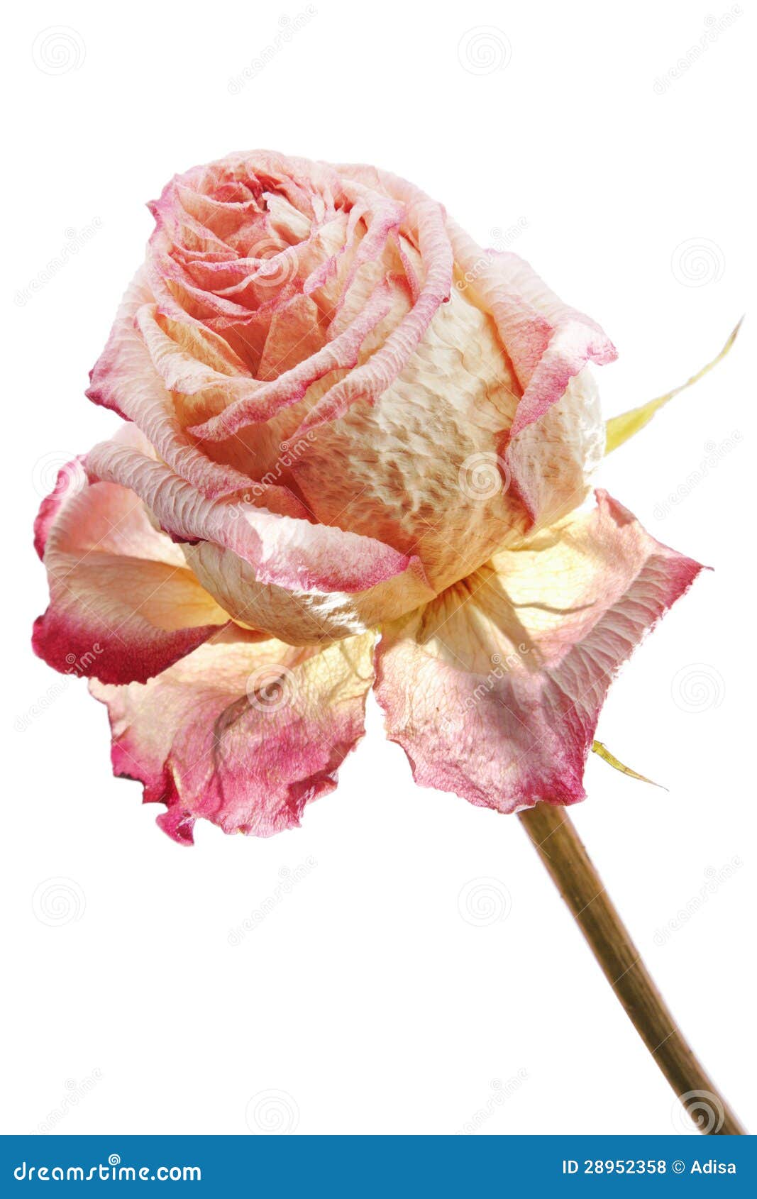 Withered Rose Royalty-Free Stock Photo | CartoonDealer.com #27840903