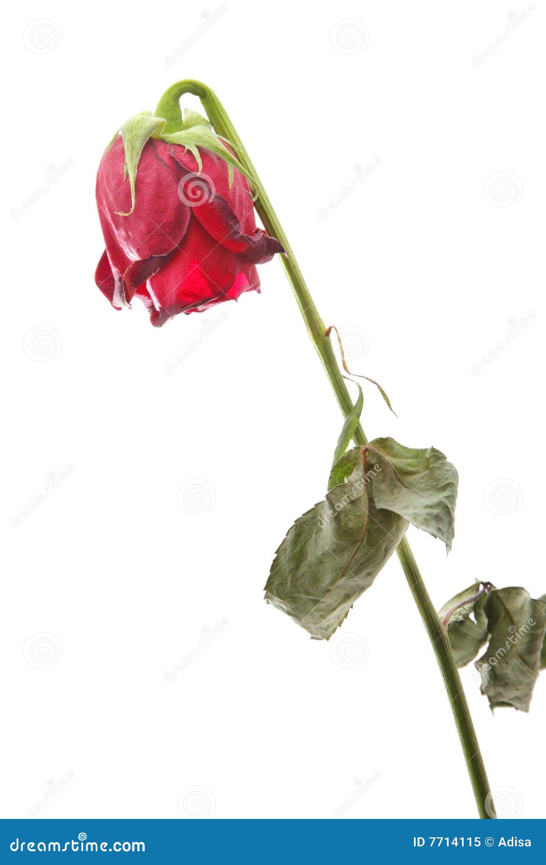 withered rose