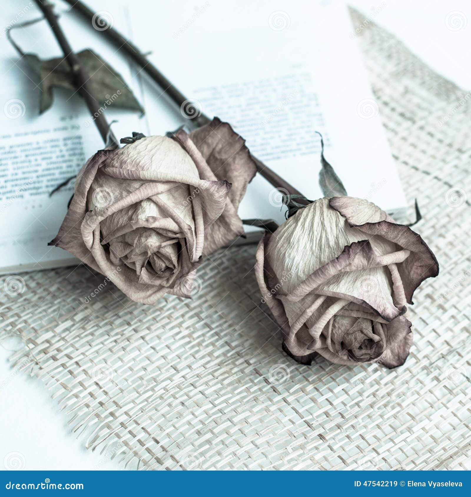 Withered rose stock image. Image of heart, plant, close 47542219