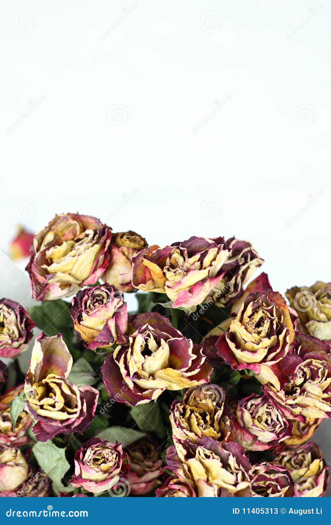Withered Rose Royalty-Free Stock Photo | CartoonDealer.com #27840903