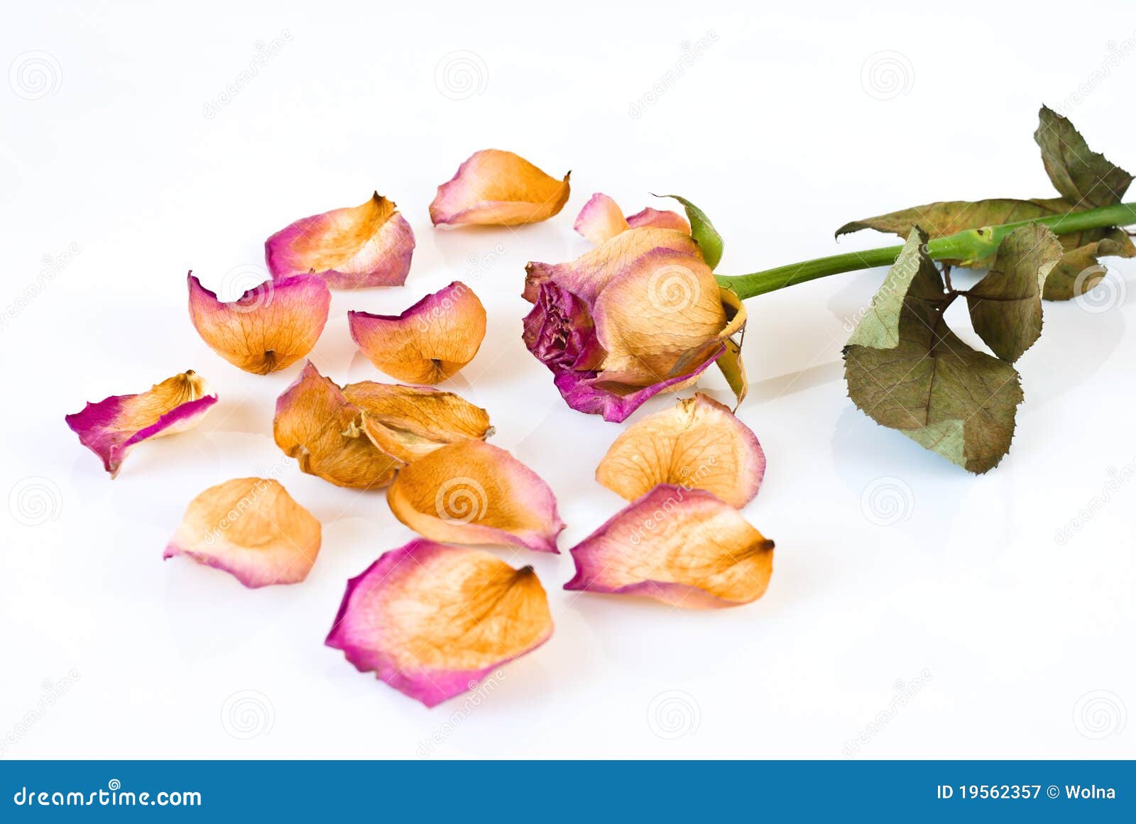 Withered Rose and petals stock image. Image of dying 19562357