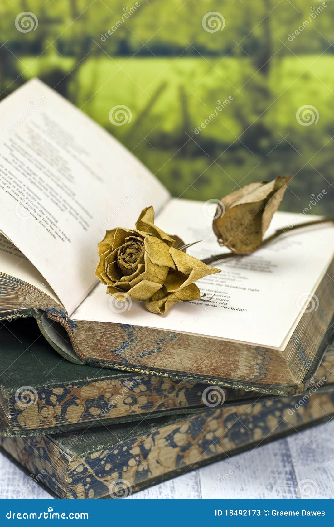 Withered Rose on Poetry Book Stock Image Image of flower, pink 18492173