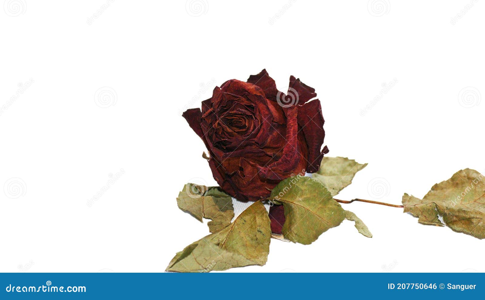 Withered Rose on White Background Stock Photo - Image of flora