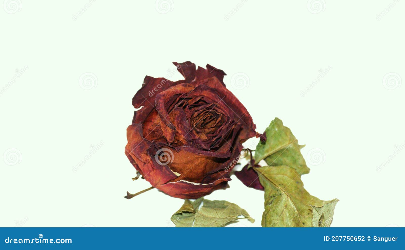 Withered Rose on White Background Stock Photo - Image of life, white