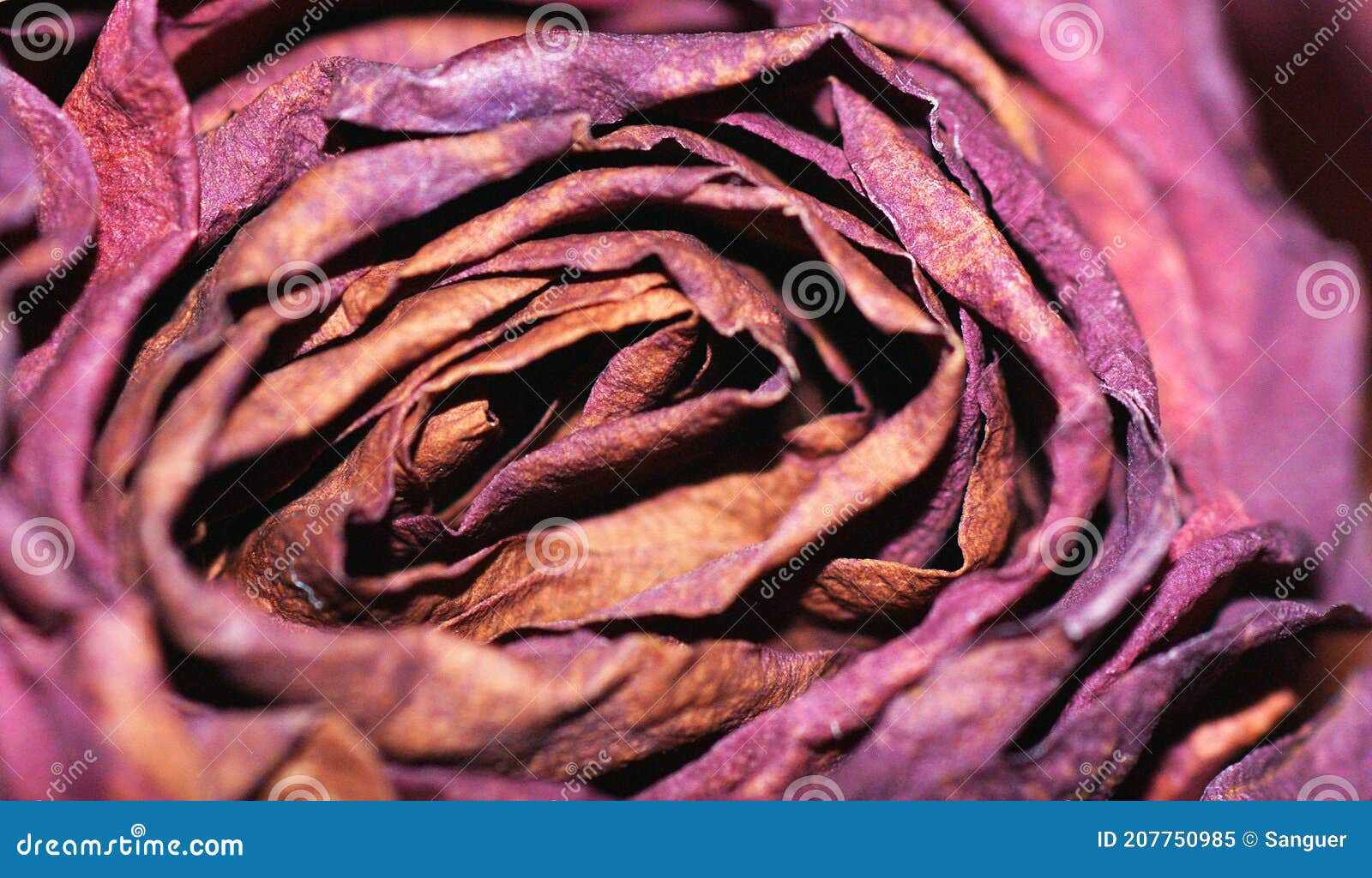 Withered Rose on White Background Stock Image - Image of stamens