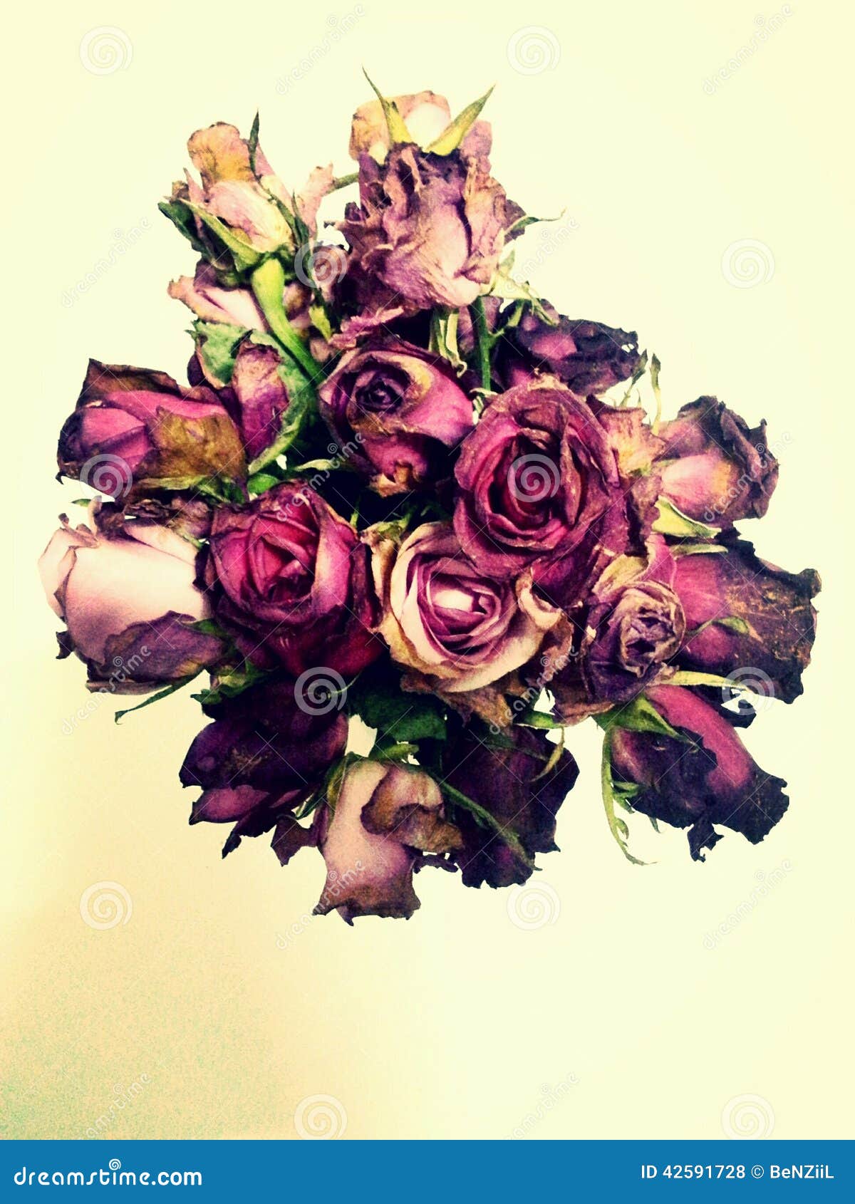 Withered roses died flower stock photo. Image of rose 42591728