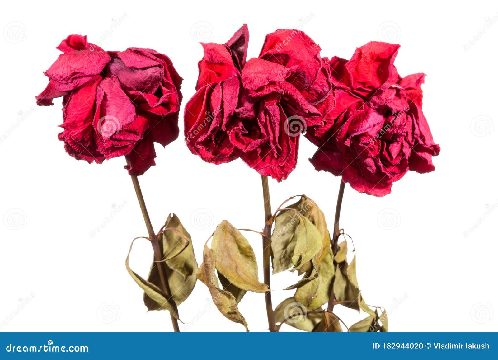 Dried roses stock photo. Image of dying, nature, natural 182944020