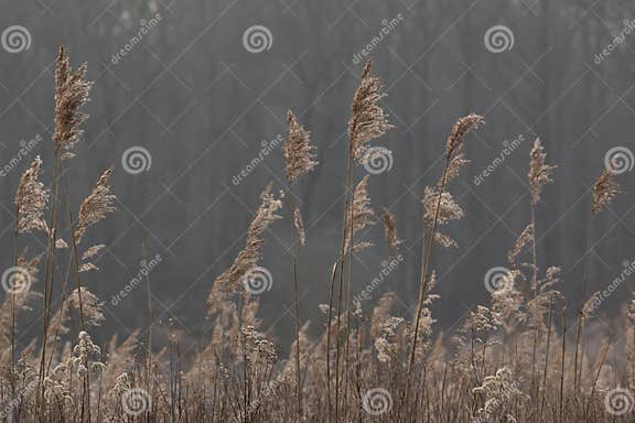 Withered rush stock photo. Image of withered, swamp, marsh - 23883832