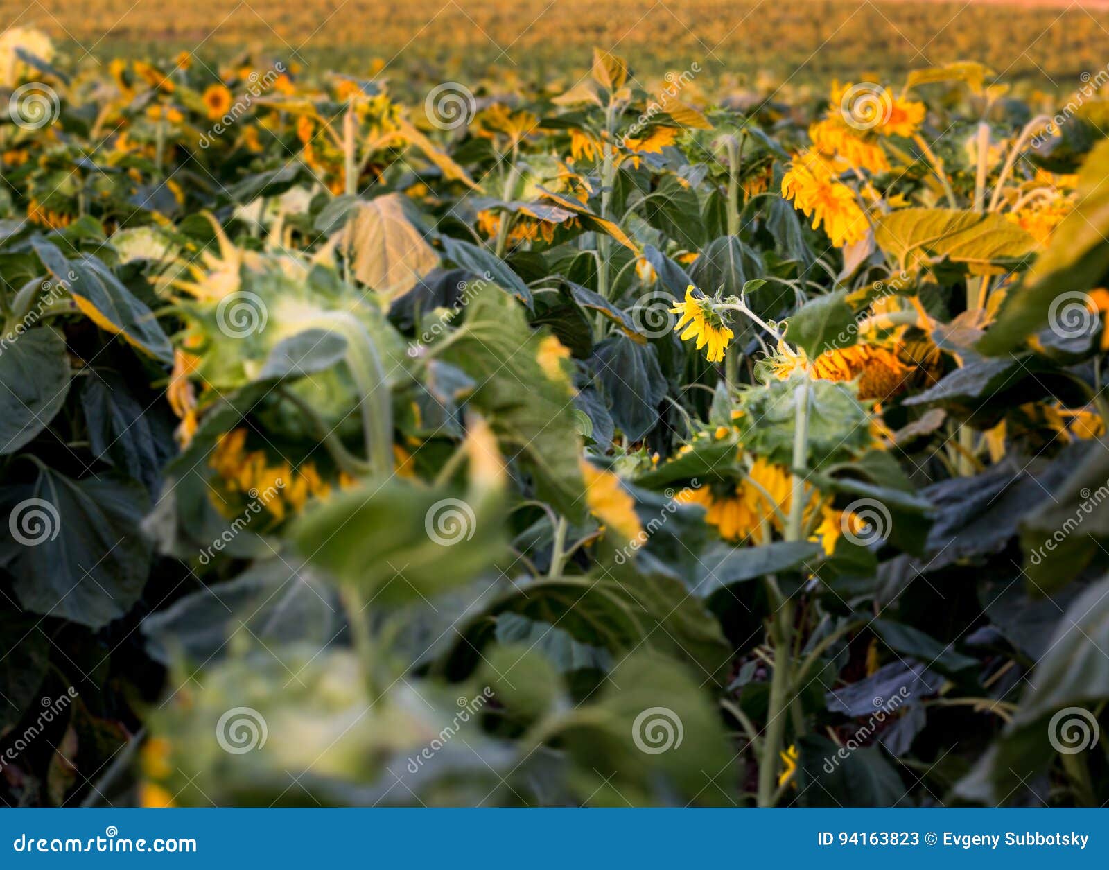 withered sear sunflowers field sadness environment .