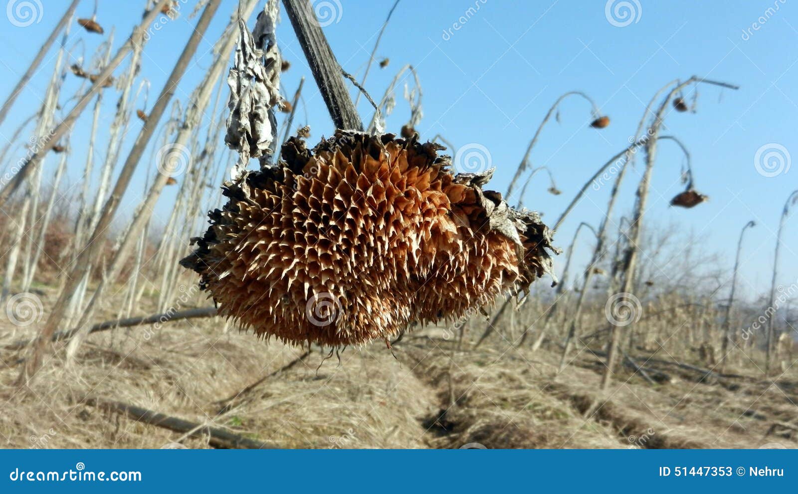 Withered Sunflower Droop in the Field Stock Image Image of