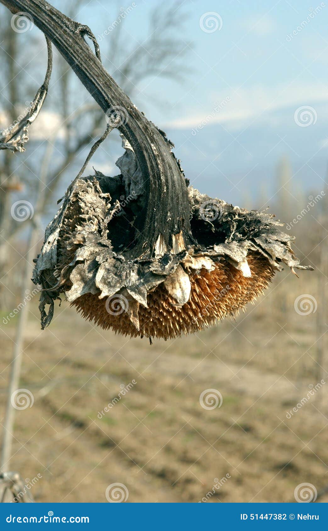 Withered Sunflower Droop in the Field Stock Photo Image of farmer