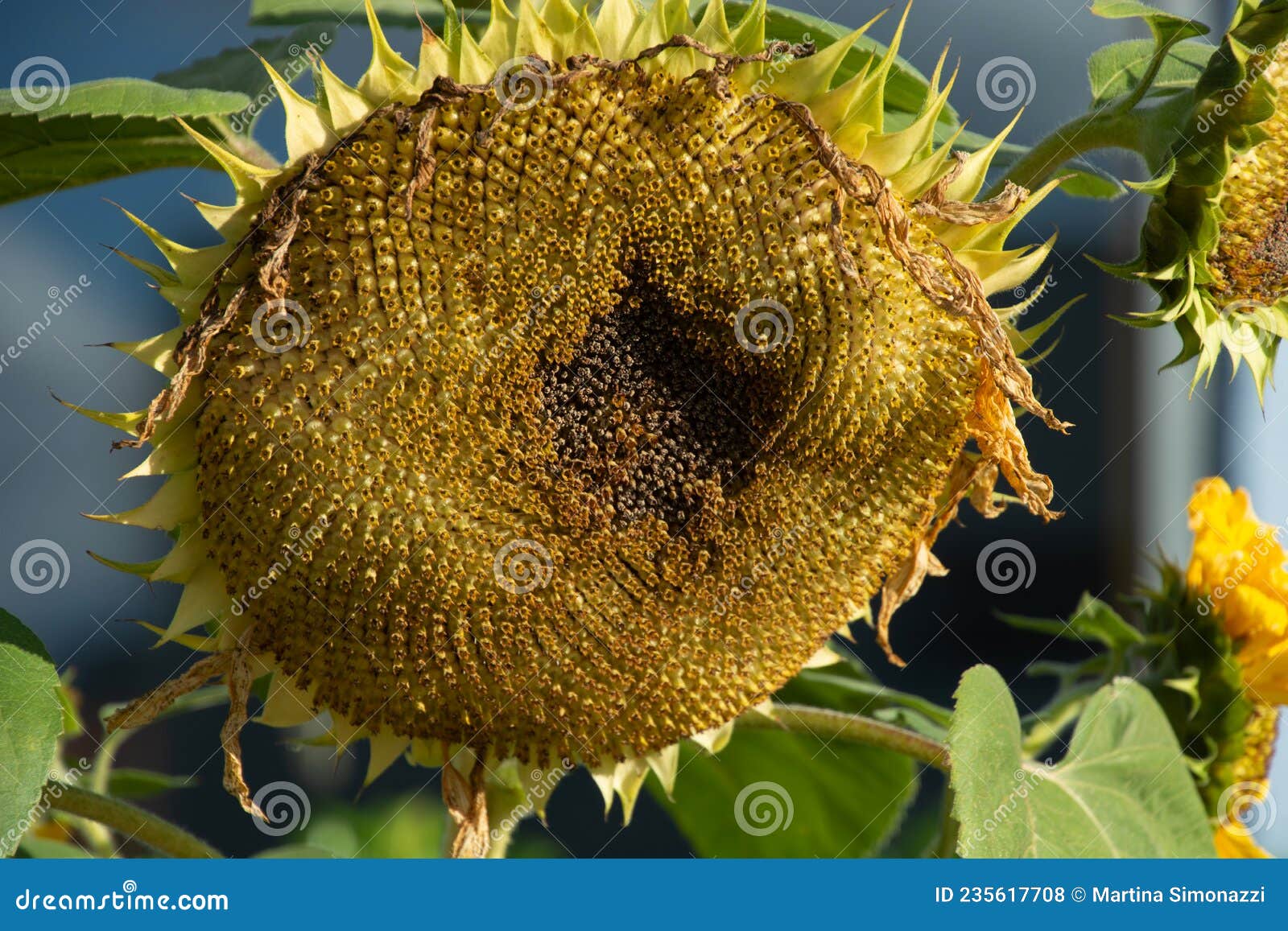 Withered Sunflower with Many Ripe Sunflower Seeds in the Head Stock ...