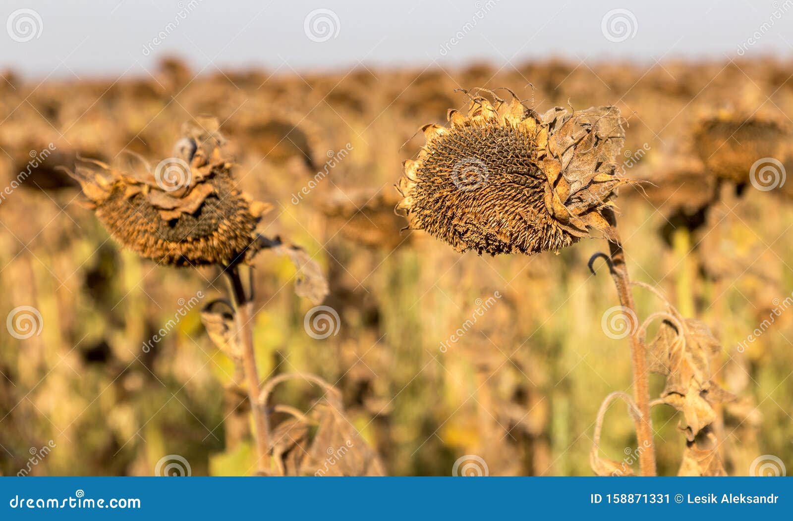 Withered Sunflowers in the Autumn Field. Mature Dry Sunflowers are ...