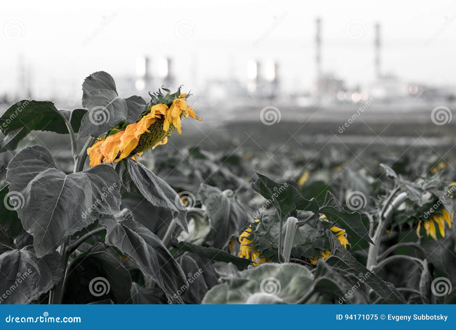 Withered Sunflowers Field Industrial Chimney Smoking Environment Stock