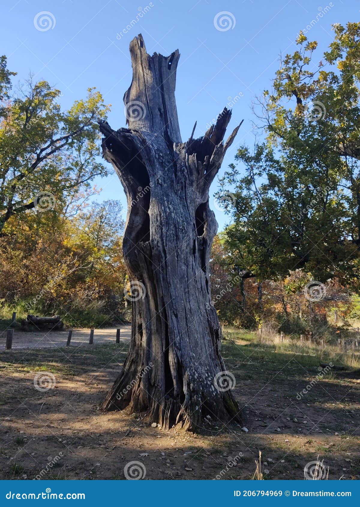 vecchio albero secco
