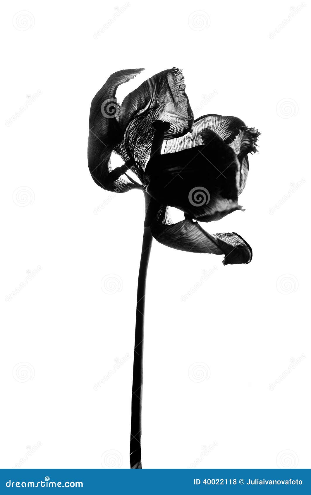 withered tulip in black and white