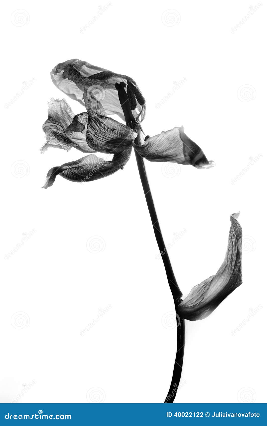 withered tulip in black and white