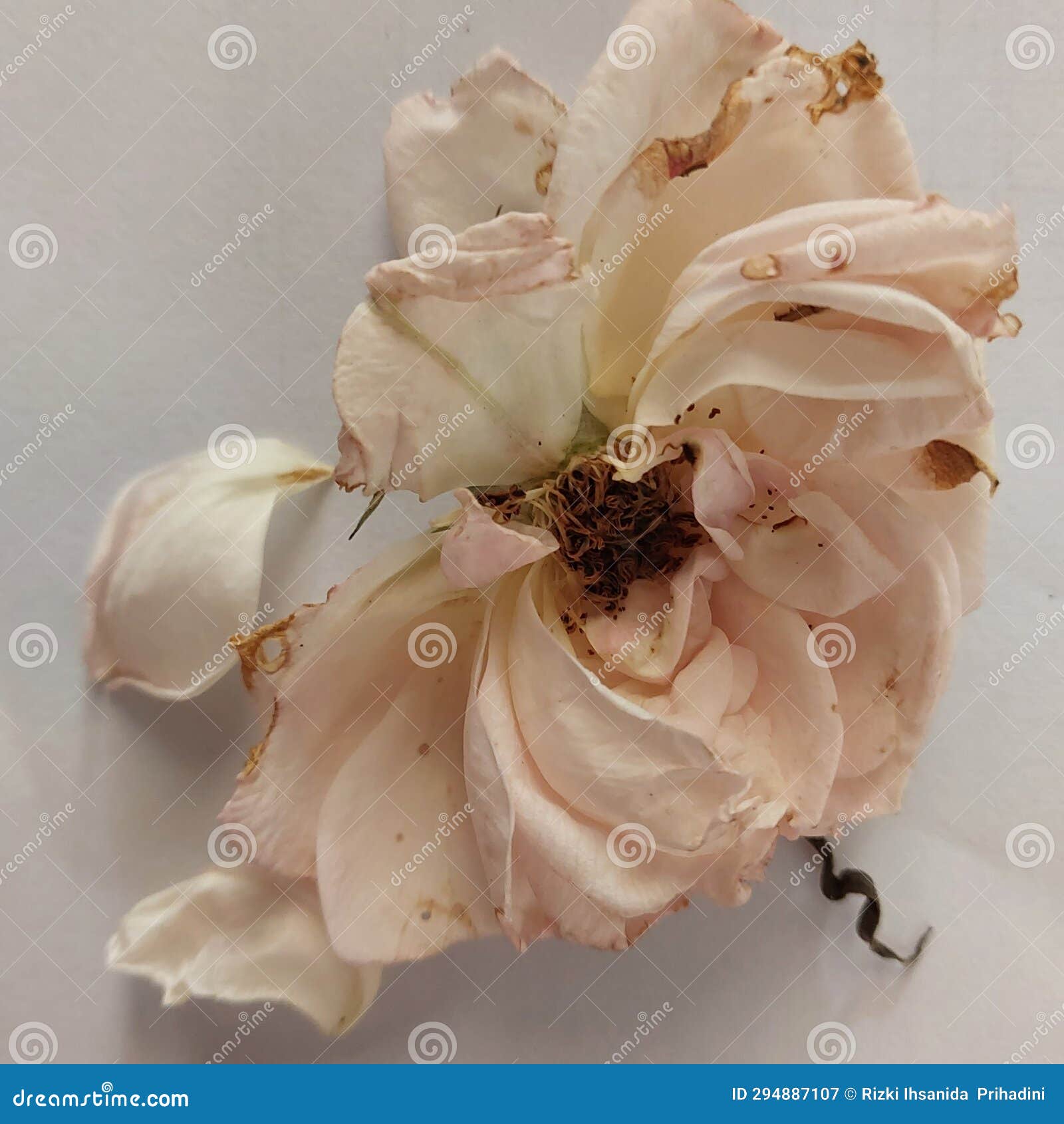 Withered White Rose on a White Background Stock Image - Image of food