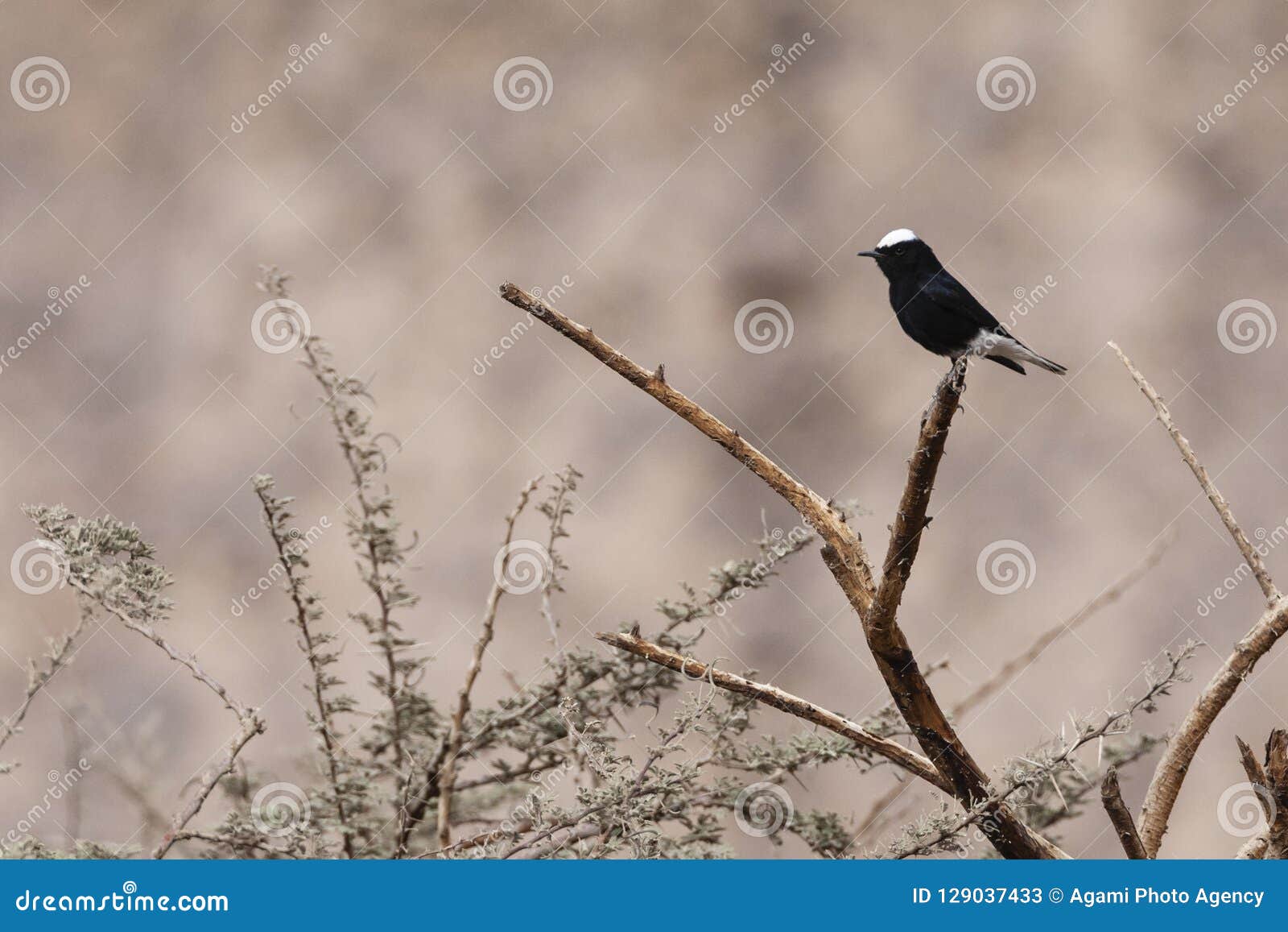 witkruintapuit, white-crowned wheatear, oenanthe leucopyga