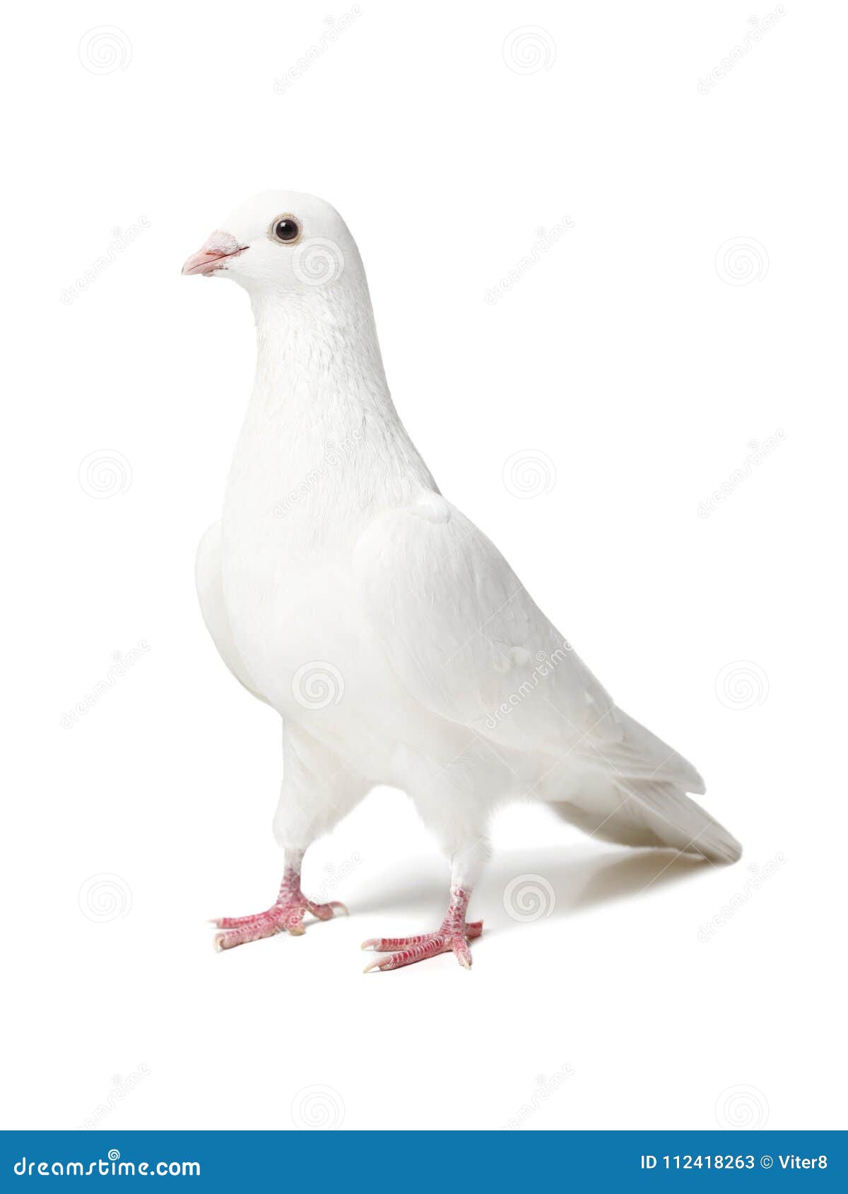 Versterken dat is alles een kopje Witte Die Duif Op Wit Wordt Geïsoleerd Stock Afbeelding - Image of symbool, achtergrond: 112418263 Versterken dat is alles een kopje Witte Die Duif Op Wit Wordt Geïsoleerd Stock Afbeelding - Image of symbool, achtergrond: 112418263