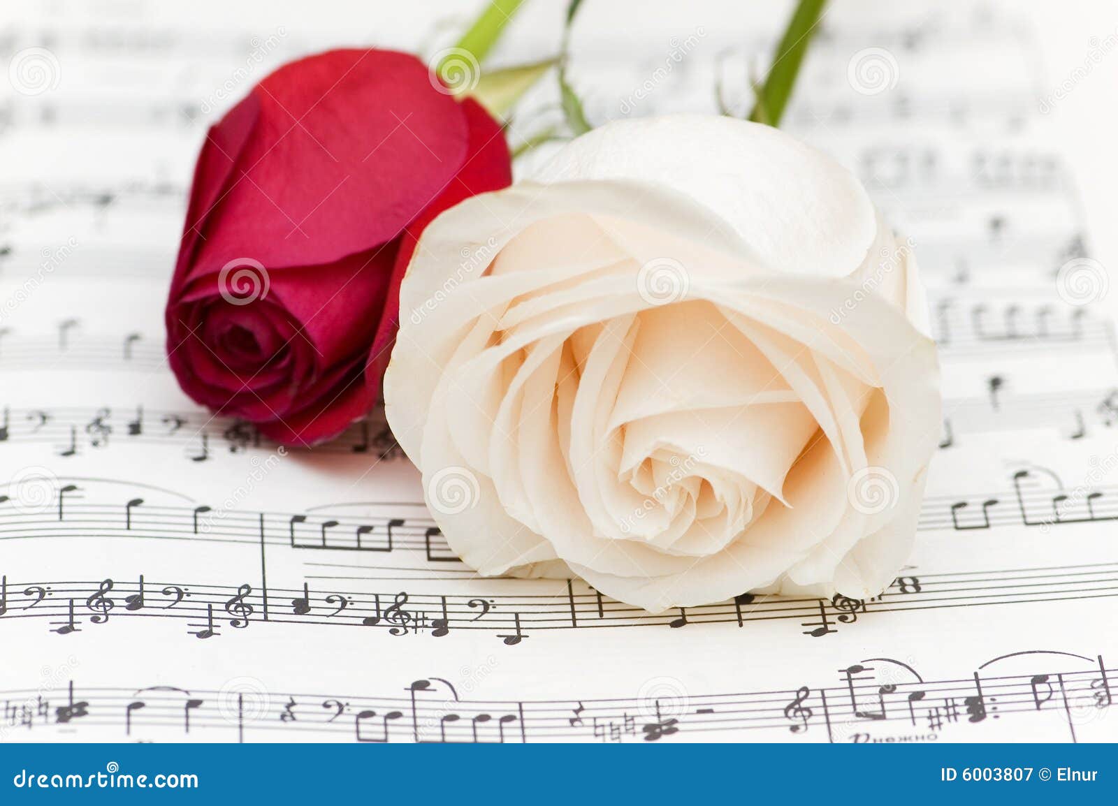 Witte en rode rozen stock afbeelding. Image sluit, muzikaal - 6003807