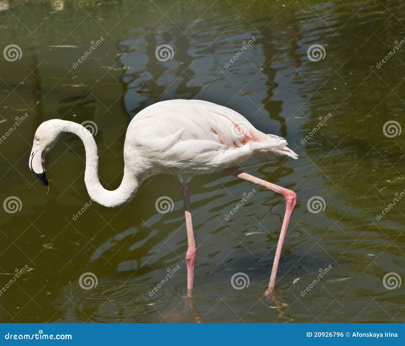 inleveren creatief hoofd Witte flamingo stock foto. Image of nave, vogel, water - 20926796