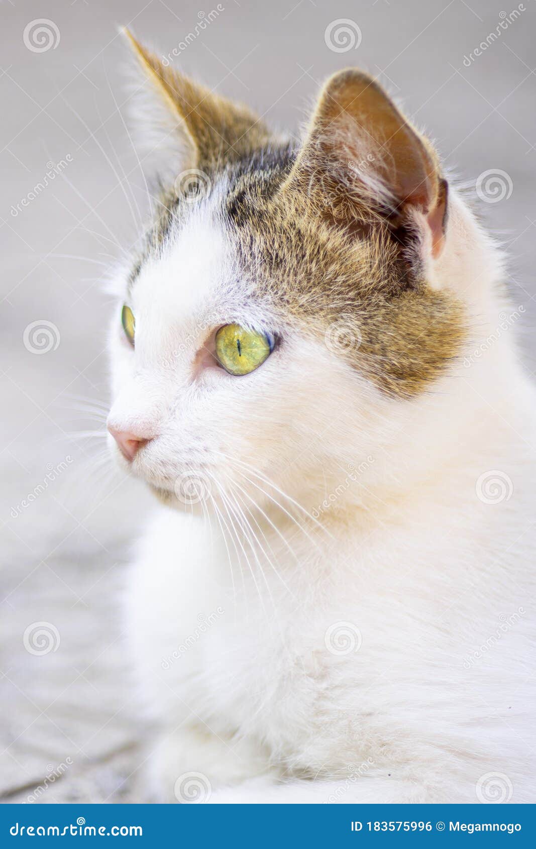 Witte Kat Met Bruine Vlekken In Haarkleur In Een Zomertuin Stock Foto Afbeelding Bestaande Uit Neus Ogen 183575996