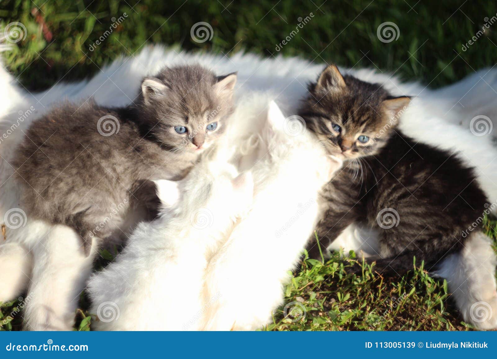 Selectiekader toewijzing Zenuwinzinking Witte Kat Met Vier Katjes Twee Grijs Katjes En Wit Twee Katten Stock  Afbeelding - Afbeelding bestaande uit familie, katje: 113005139