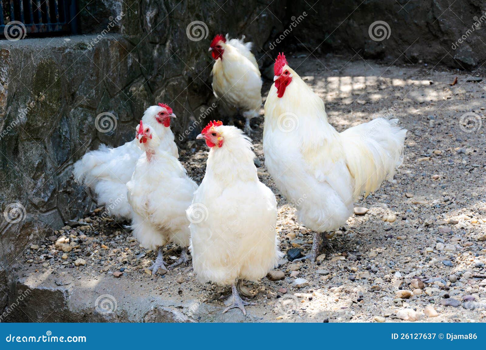Witte kippen stock of landbouwbedrijf 26127637