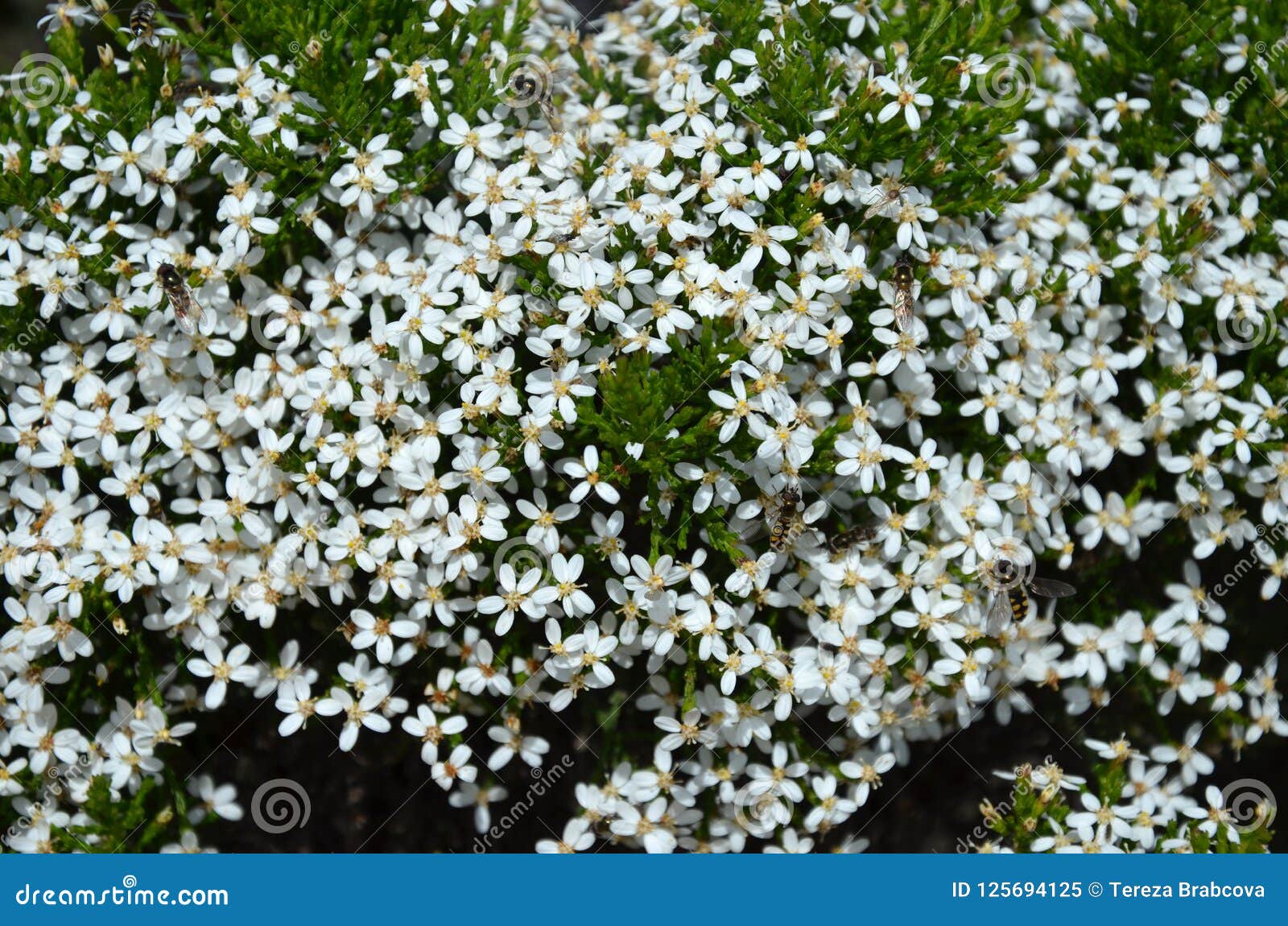 Symptomen Opblazen Pekkadillo Witte kleine bloemen stock afbeelding. Image of klein - 125694125