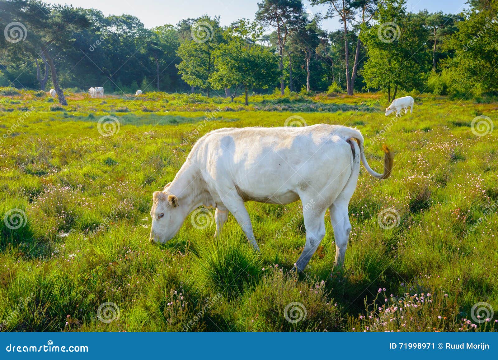 gevaarlijk Bakkerij bevolking Witte Koe Die in Bloeiende Heide Met Bloeiende Heide Eten Stock Afbeelding  - Image of platteland, koeien: 71998971