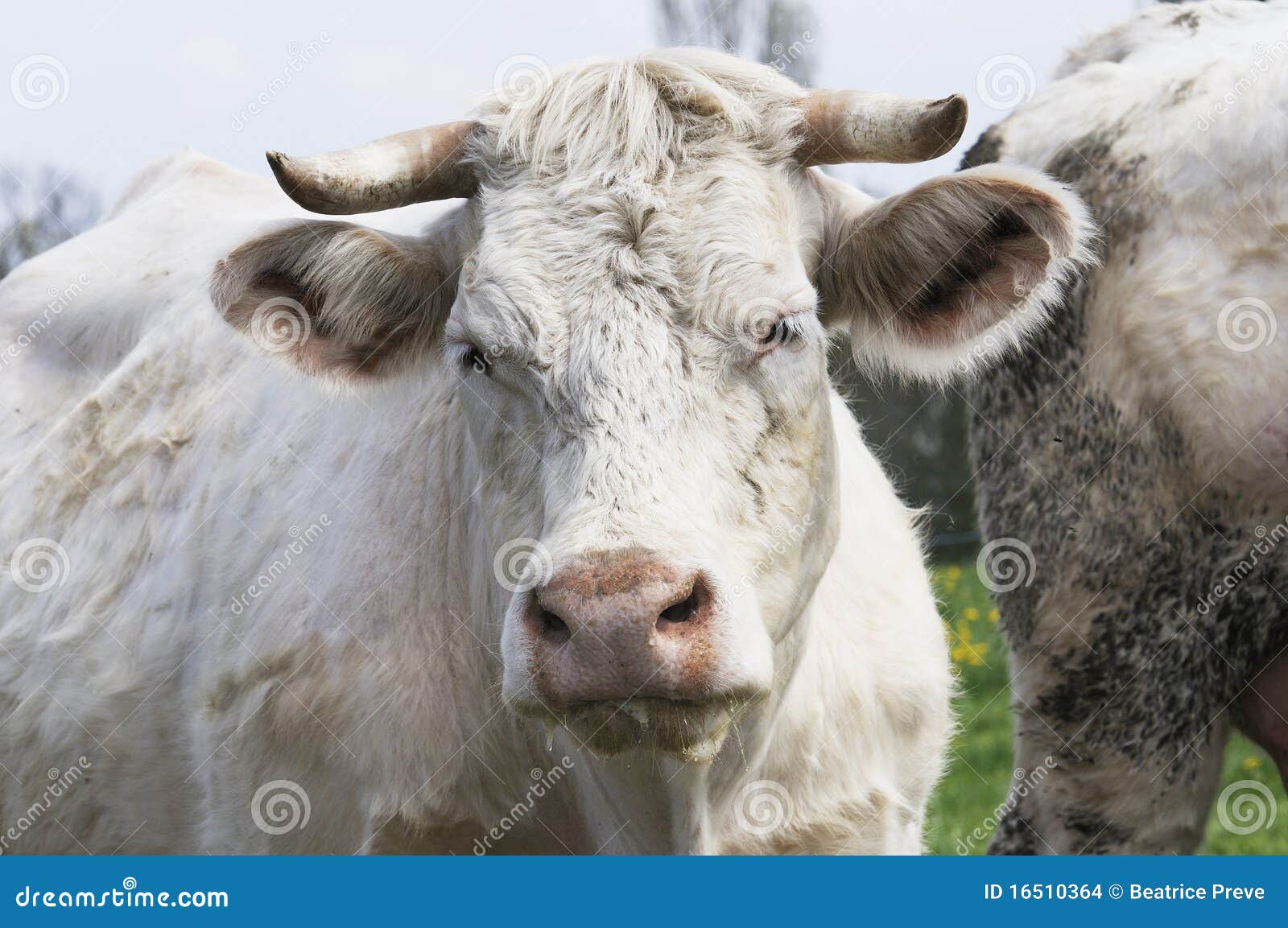 Nauwkeurigheid JEP Pedagogie Witte koeien stock foto. Image of landschap, landbouwbedrijf - 16510364