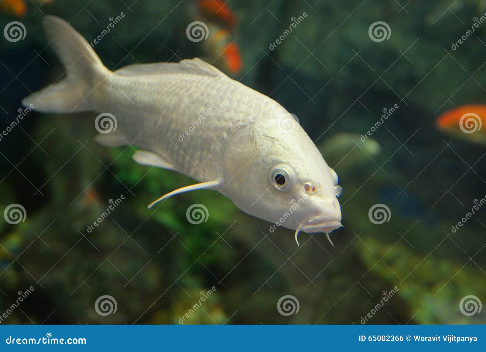 duurzame grondstof elegant kiezen Witte Koi-karper stock foto. Image of aziatisch, achtergrond - 65002366