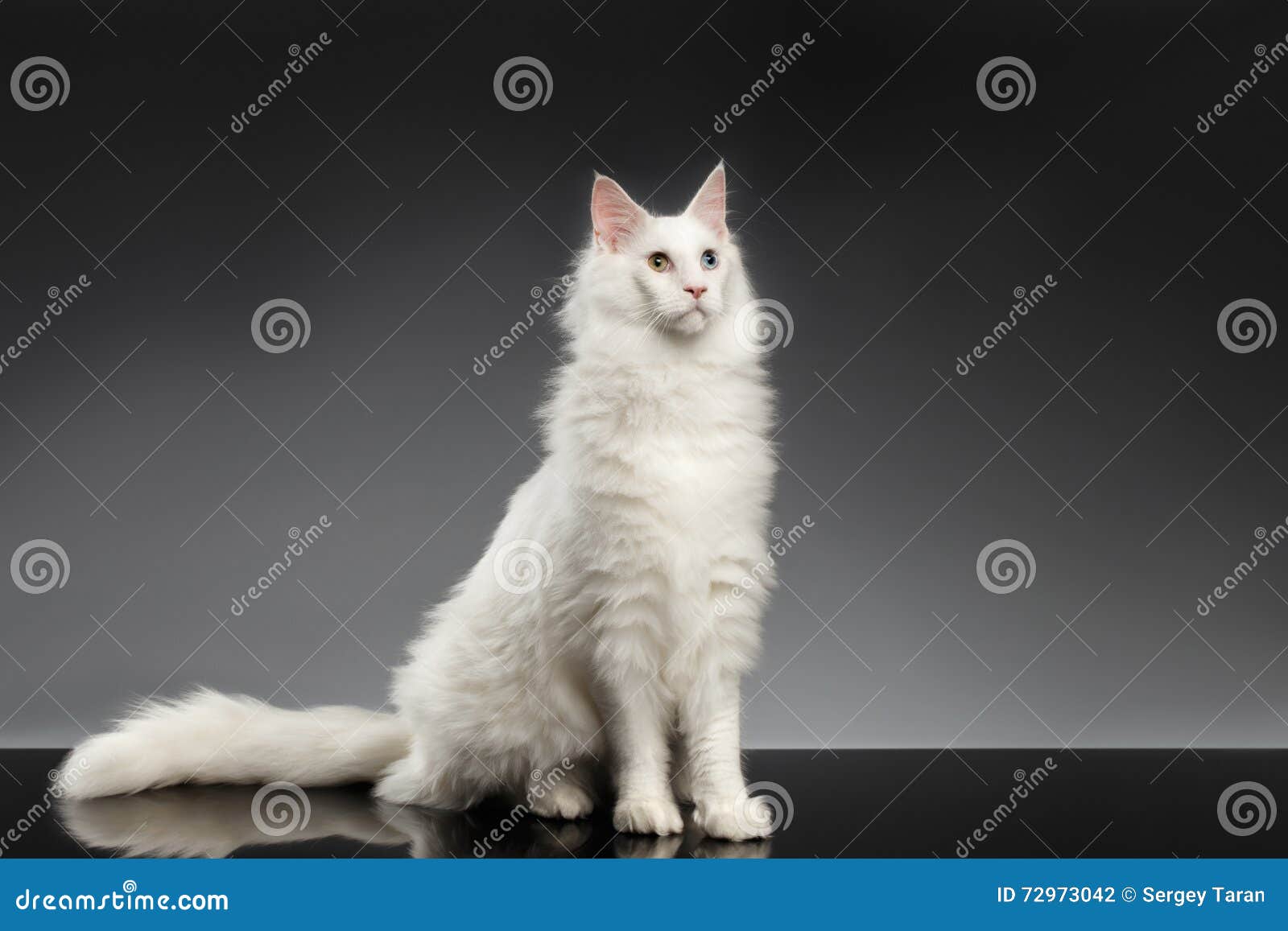 Witte Coon Cat Die Met Verschillende Ogen, Zwarte Achtergrond Zitten - Image of binnen, haar: 72973042