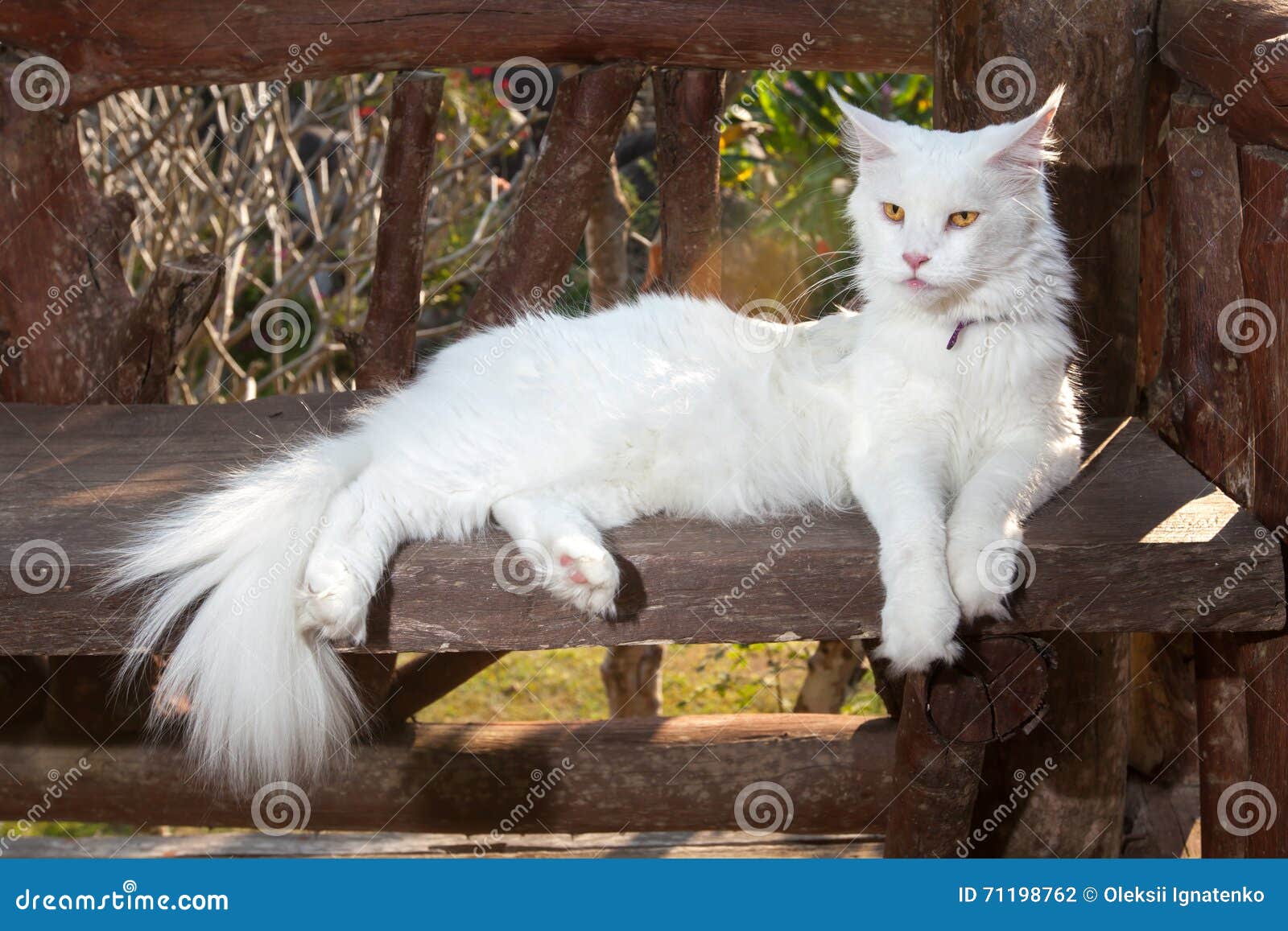 Witte Maine Coon Cat Op De Bank Stock Foto - of coon, vrijetijdsbesteding: 71198762