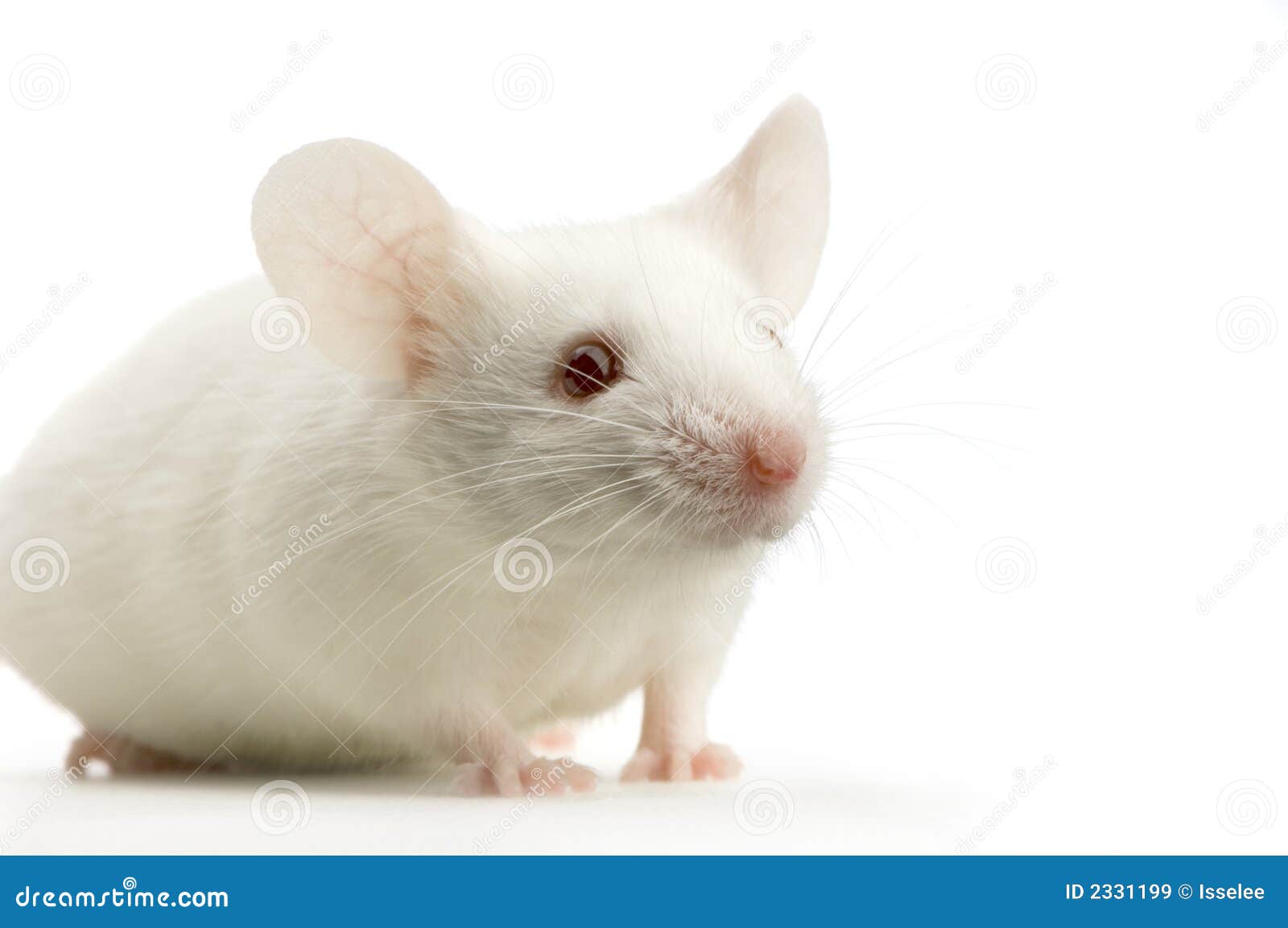 Witte Muis stock Image of hongerig, - 2331199