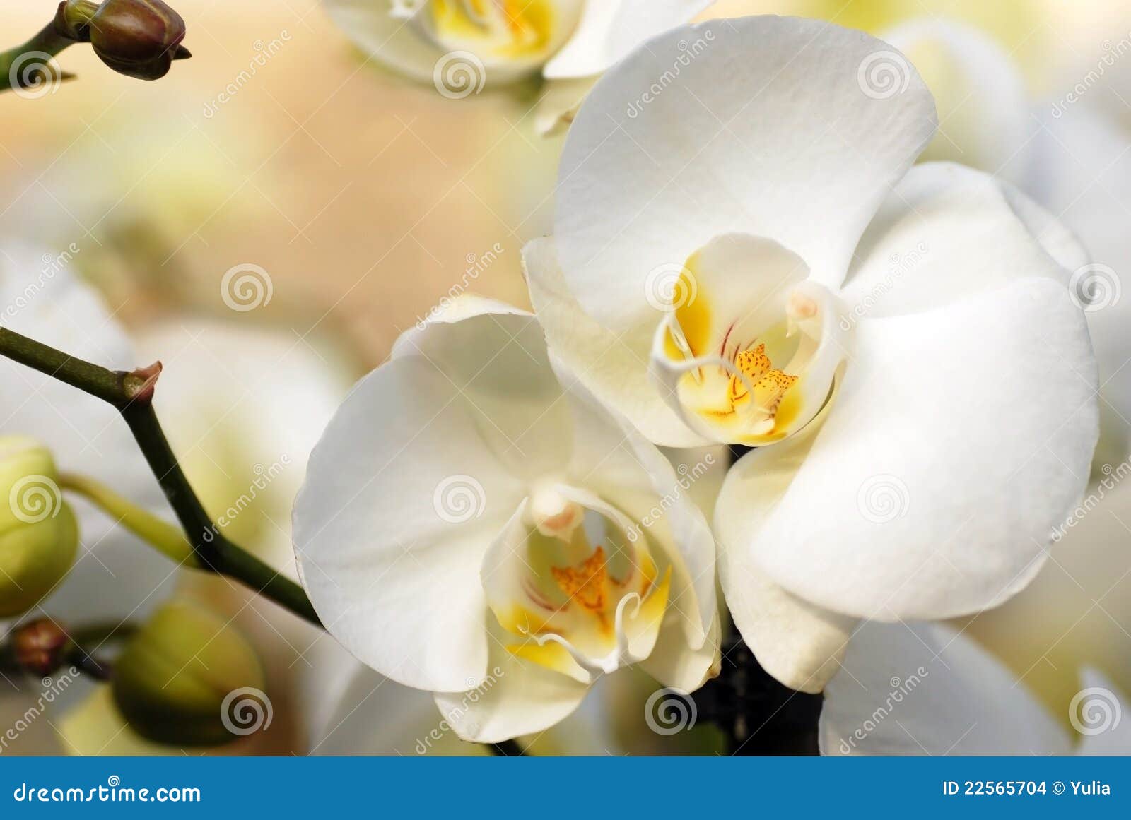 De mooie natuurlijke witte orchidee bloeit close-upachtergrond