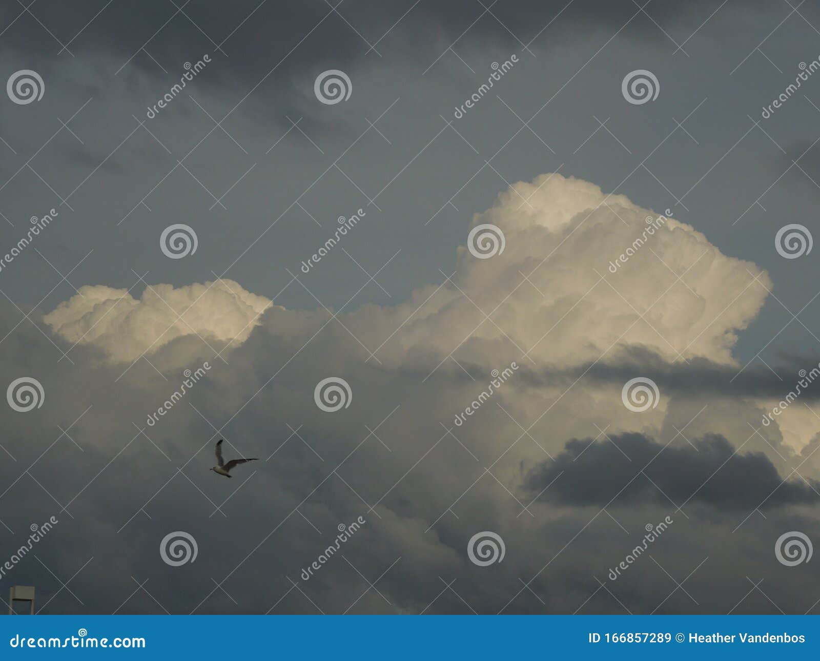 Witte Puffy-wolk in de donkerende hemel met een vogel. De storm rolt binnen en de puffy wolk omringd door donkergrijze wolken toont het Een seagull die langs vliegt bereidt de wind voor