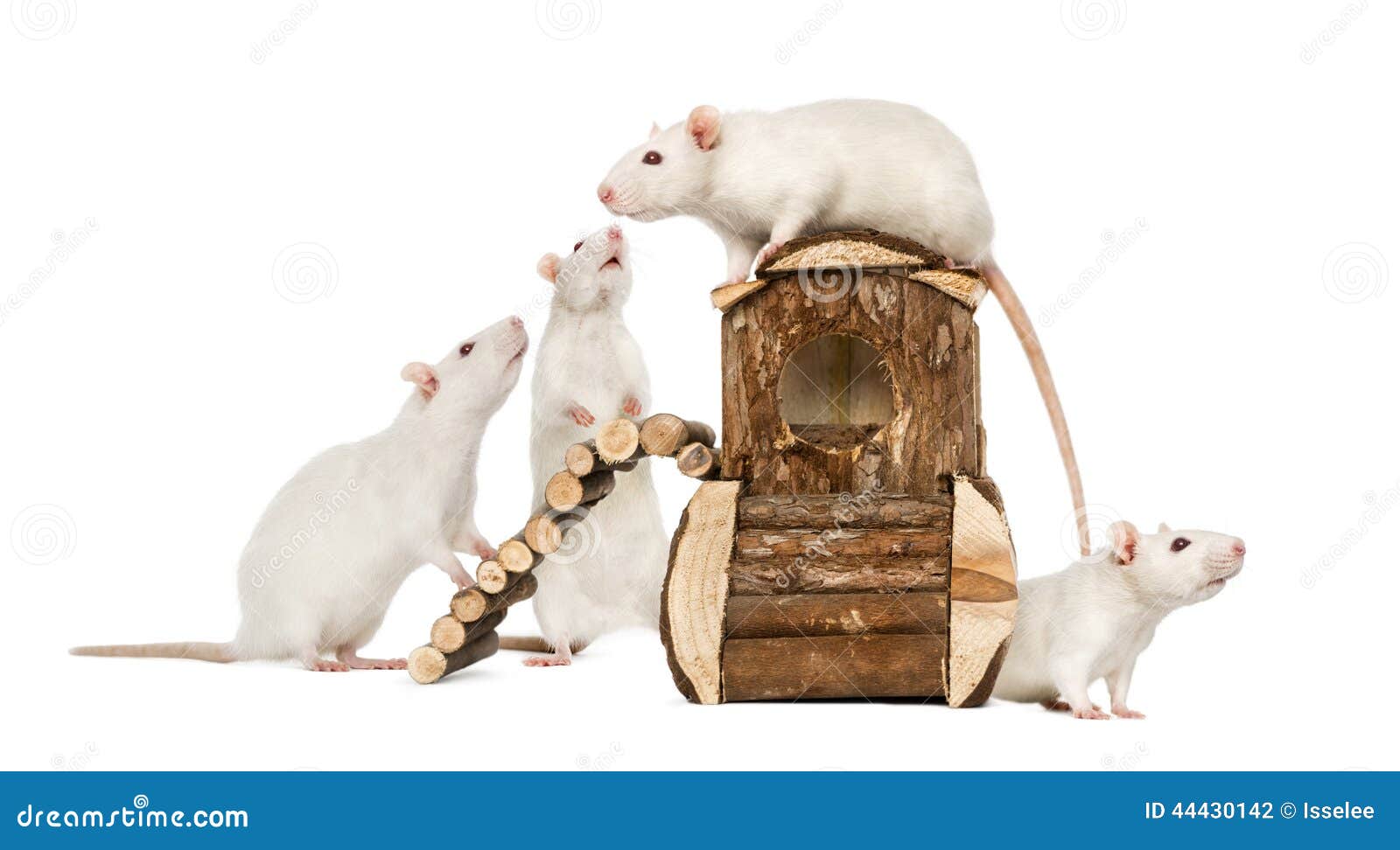 Witte Ratten op een rattenhuis. Witte die Ratten op een rattenhuis op wit wordt geïsoleerd