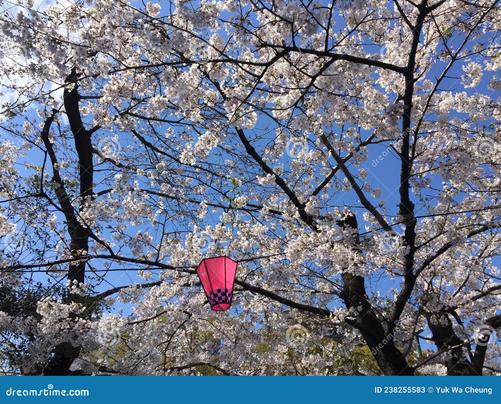 Witte Sakura - Bomen Onder De Blauwe Hemel Stock Afbeelding - Image of ...