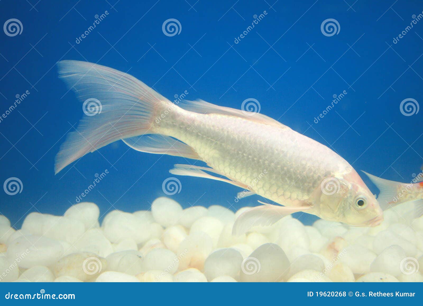 automaat Misverstand Ontspannend Witte vissen stock foto. Image of dier, mooi, blauw, aquarium - 19620268