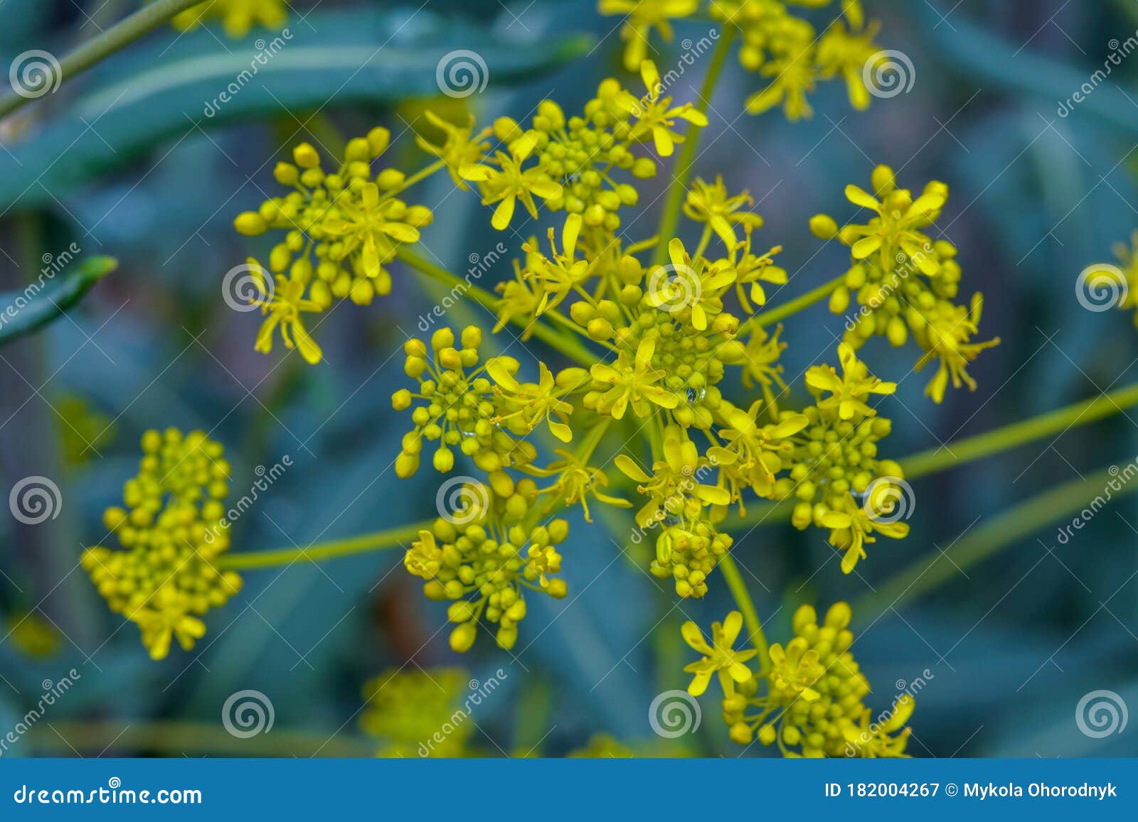 woad in flower isatis tinctoria known also as dyer`s woad or glastum