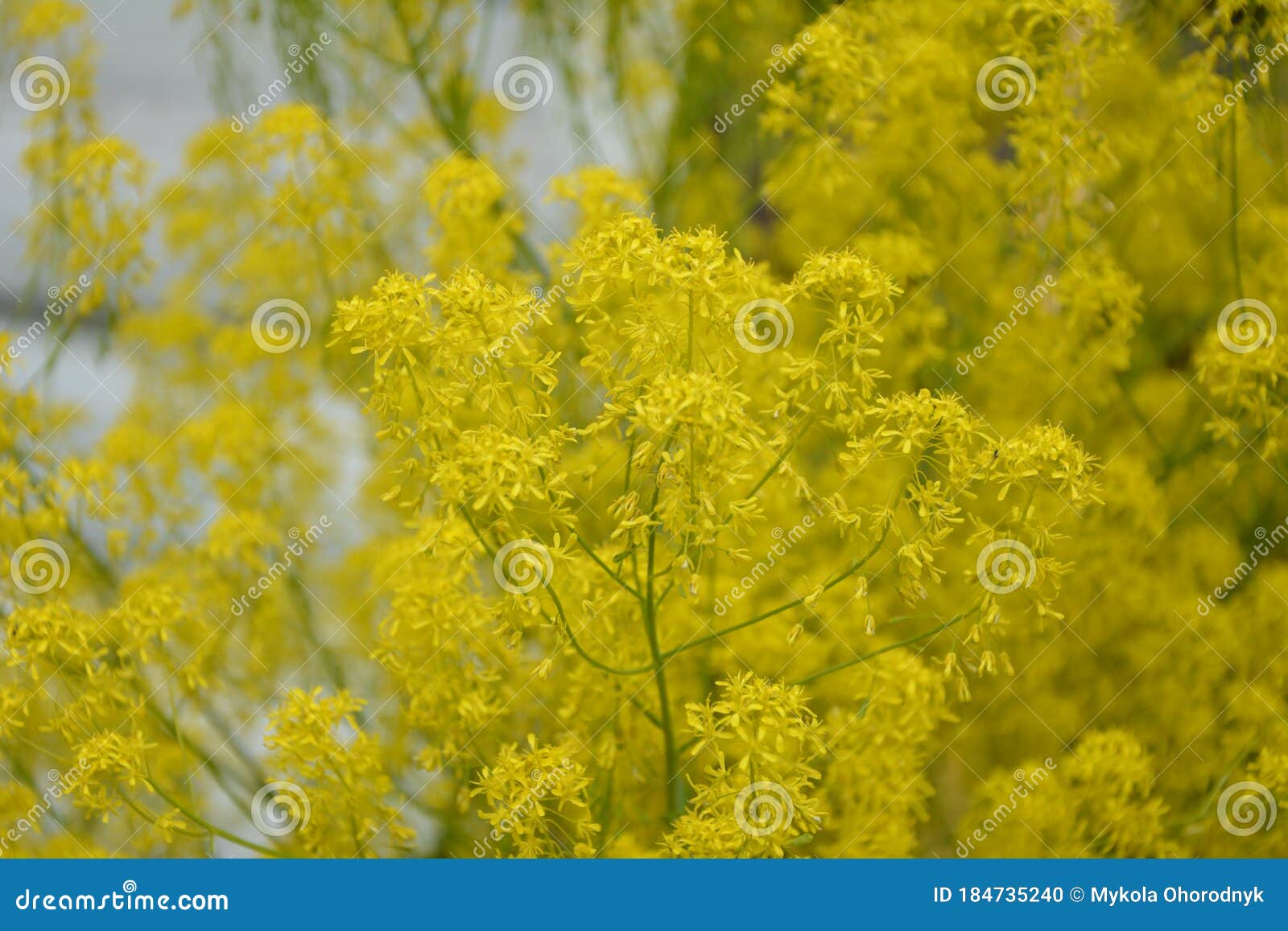 woad in flower isatis tinctoria known also as dyer`s woad or glastum