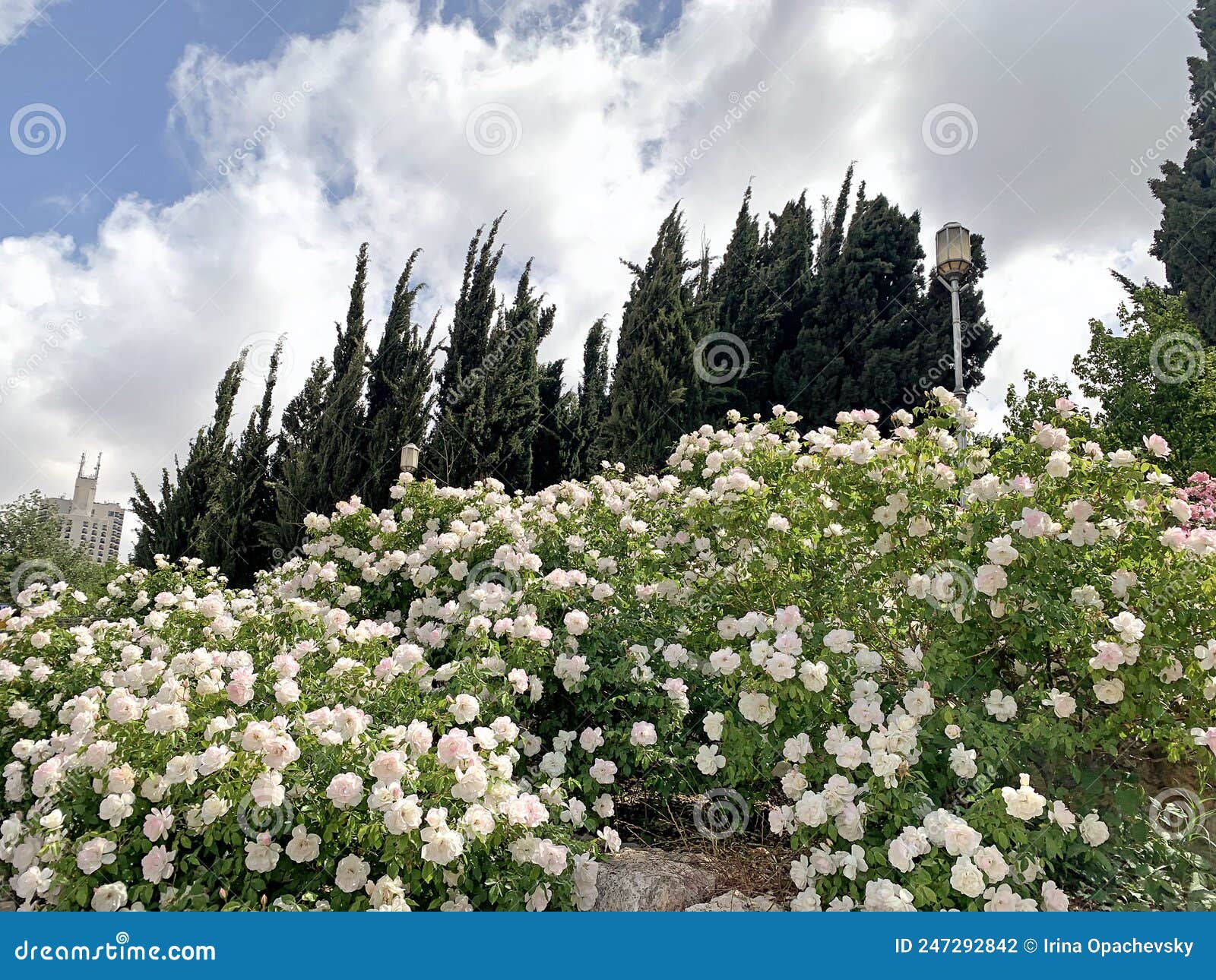 In the Wohl Rose Park in Jerusalem Stock Photo Image of spring, rose 247292842